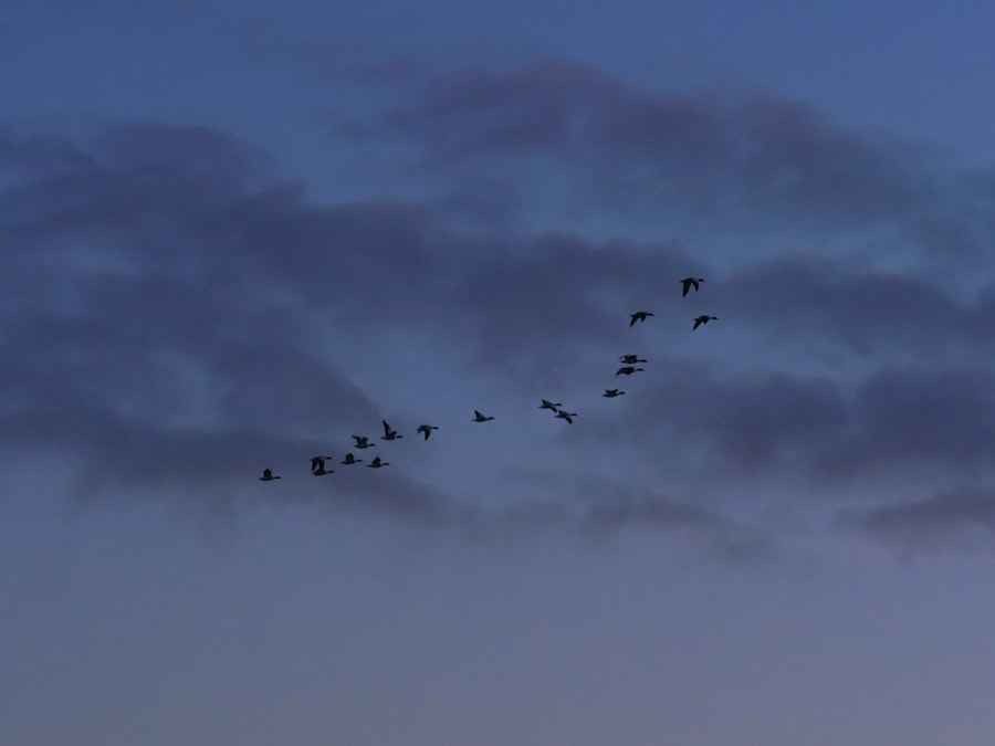 migrate