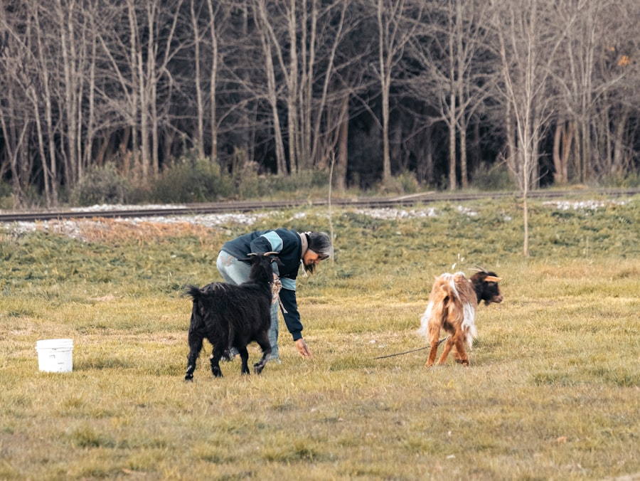 Photo Professional Dog Training